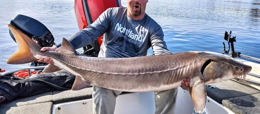 SENSATIONAL STURGEON ON THE RAINY RIVER – WiLD 102 Radio