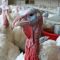 FULC - Turkey Supper